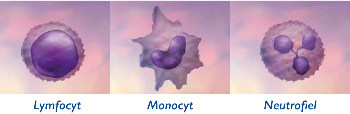 Bloedlichaampjes